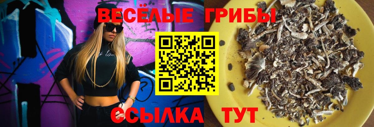 Сунжа  Псилоцибиновые грибы Cubensis  Вход с VPN 